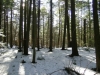 Harvard Forest Hemlock Pic