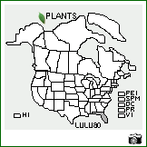 Distribution of Lupinus luteus L.. . Image Available. 
