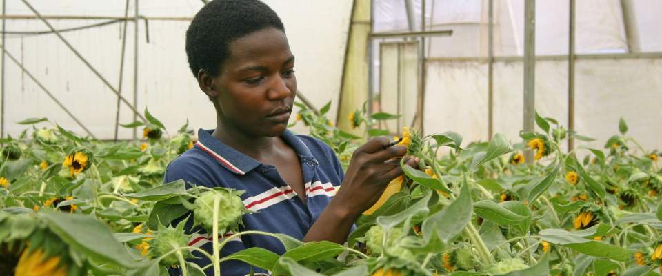 Uganda's flower farmers are increasing exports with support from USAID