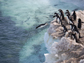 image of penguins near the ocean water