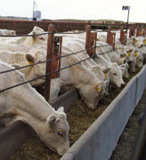 Cattle Feed Bunk