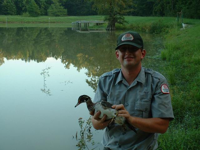 Banding a Wood Duck