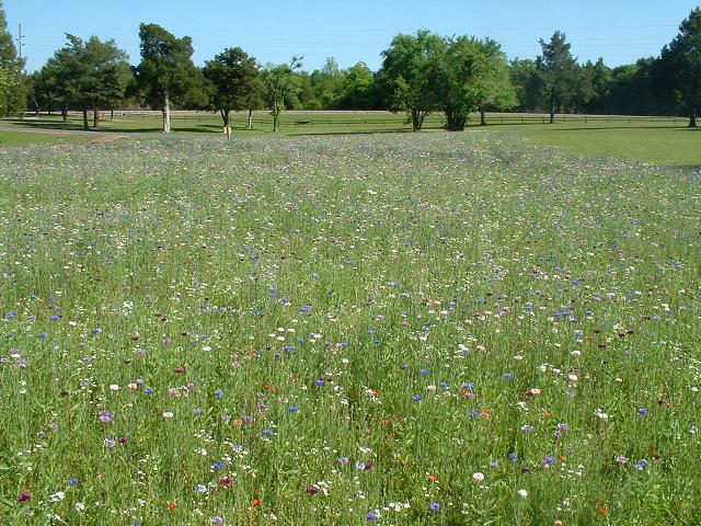 Wildflower in a Park