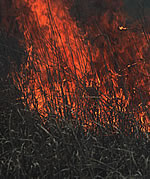 [photo:] Prairie burn to stimulate new growth and recycle nutrients at Konza Biological Research Station, Manhattan, KS (photo by Jeff Vanuga).