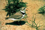 piping plover