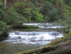 [photo:] stream in forest at high flow, showing the clean water that is a hallmark of forested watersheds