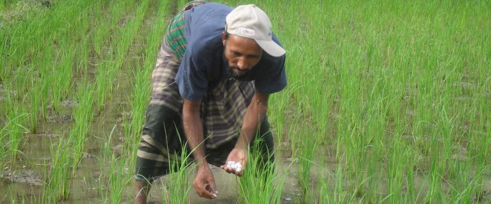 A farmer applies fertilizer to his rice field, using a method known as Urea Deep Placement (UDP).  USAID is promoting this techn