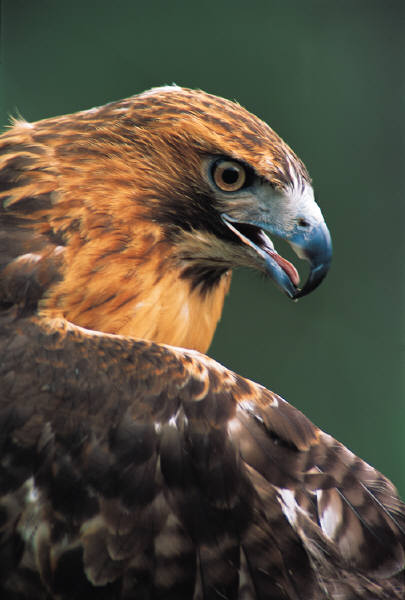 Golden_Eagle