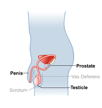 Body Map for Male Reproductive System