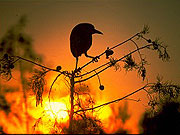 Everglads National Park