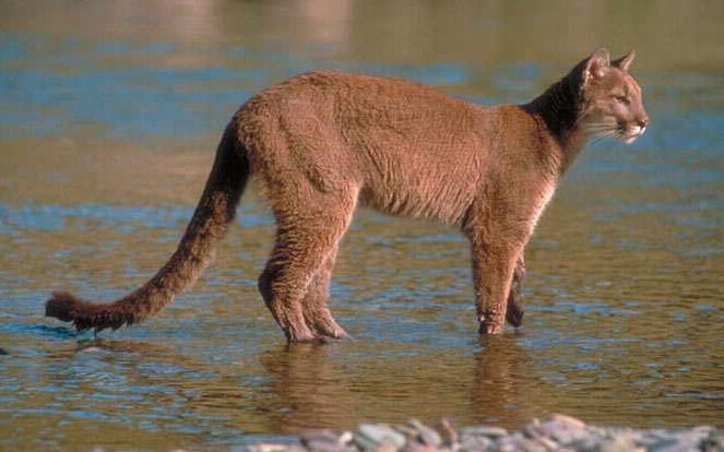 Mountain Lions in Kansas