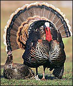 2011 Fort Riley Spring Turkey Fact Sheet