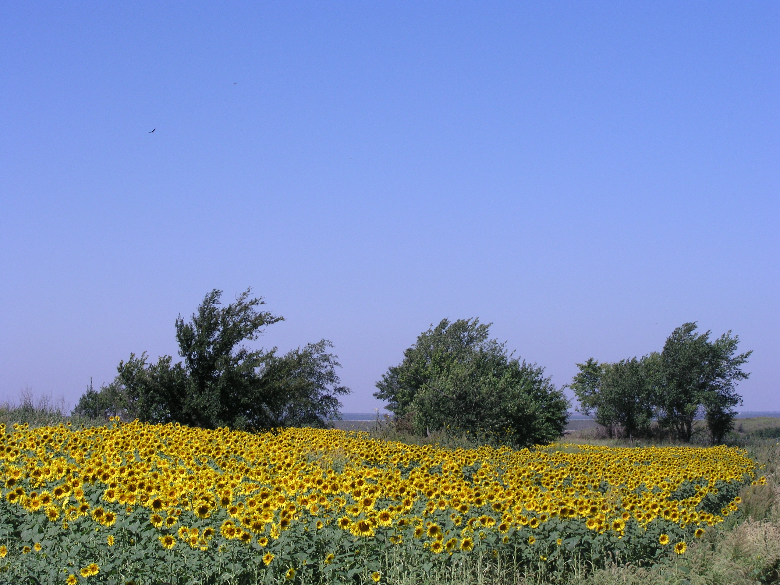 2011 Dove Fields