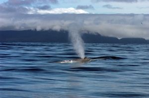 Blue whale spouting.