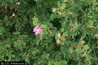 Photo of Rosa woodsii Lindl.