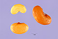 View a larger version of this image and Profile page for Medicago polymorpha L.