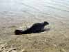 A tagged harbor seal returns to the water