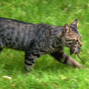 The domesticated cat with its natural hunting abilities helps homeowners keep their homes pest and vermin free. (Photo: Cobalt123/Flickr via Creative Commons)