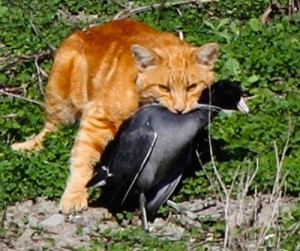 Cat with a bird called the American Coot (Photo: Debi Shearwater)
