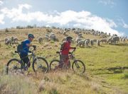 mountain bikers and domestic sheep herd
