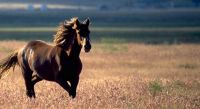 Idaho wild horses