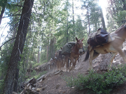 Mules on the Shasta-Trinity National Forest move equipment from a back country California Conservation Corp camp.