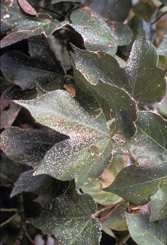 ARS studies have shown that there are effective “greener” alternatives to conventional broad-spectrum pesticides for fighting sweet potato whiteflies on cotton plants.