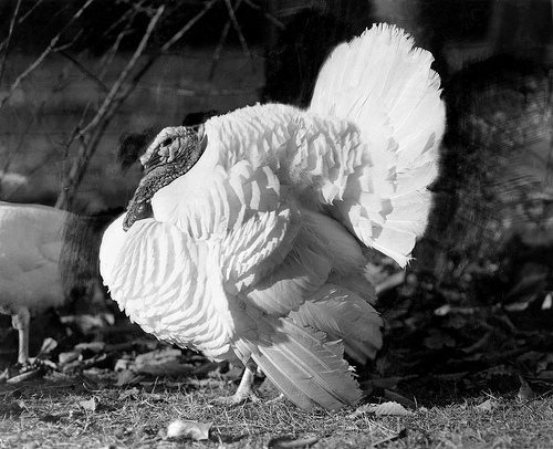 The Beltsville Small White turkey, developed by USDA scientists in the 1930s, met the American homemaker’s needs and secured turkey’s starring role on holiday tables