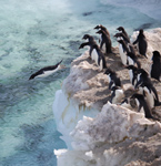 David Ainley and Jean Pennycook are studying Adélie Penguins in Antarctica.