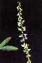 View a larger version of this image and Profile page for Melilotus officinalis (L.) Lam.