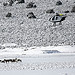 01-28-13 Day 11 Diamond Complex Wild Horse Gather