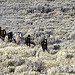 Owyhee Complex Wild Horse Gather 2012