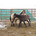 01-25-13 Day 8 Diamond Complex Wild Horse Gather