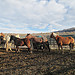 2-8-13 Diamond Complex Wild Horse Gather