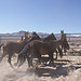 Pancake Complex Emergency Wild Horse Gather 2012