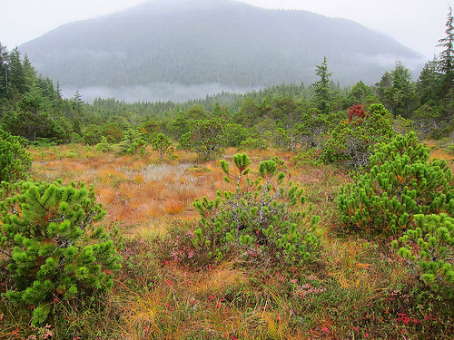 Lodgepole pines, also called shore pines (Pinus contorta subsp. contorta) add punctuations of green to this muskeg near Sitka, AK. Pines growing in muskegs are stunted and very old. Tufted bulrush (Trichophorum caespitosum) plants are a dominant ground cover in this part of the muskeg and add color as their foliage turns orange and brown in the autumn. Flecks of red in the foreground are the scarlet foliage of bunchberry (Cornus suecica). Photo by Mary Stensvold.