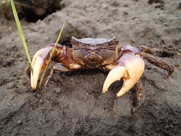 A large male purple marsh crab (Sesarma reticulatum) is seen clipping cordgrass with its claws. These crabs are nocturnal and typically live in burrows during the day to stay moist and avoid predators.  (Photo: Tyler Coverdale)