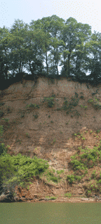 An eroding cliff on the western shore of Chesapeake Bay. Photo by Leo Miranda.