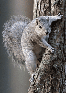 Delmarva Peninsula fox squirrel. Photo by Mary Konchar.