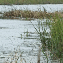 Restored wetland along the Mispillion River in Delaware. USFWS photo