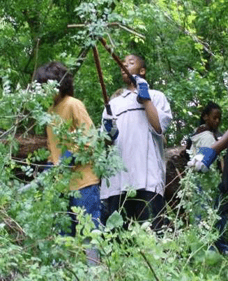 Photo of student removing invasive plant species.