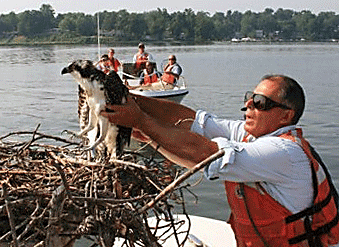 A photo og USFWS biologist placing a rescued osprey chick into the the nest. USFWS photo.