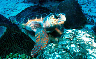 Loggerhead Turtle - Caretta caretta