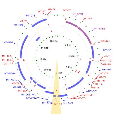 Overview of gene located on mitochondrial DNA