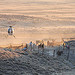 Antelope and Antelope Valley Wild Horse Gather 2012