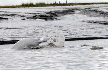 beluga in mud flats