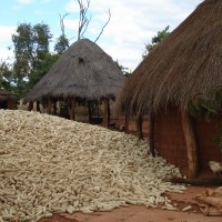 Large pile of corn, Zambian farm