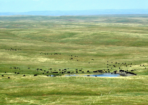 A herd of cattle gather around a stock pond on the vast Oglala National Grasslands.