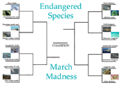 Endangered Species March Madness bracket