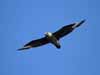 alt South polar skua